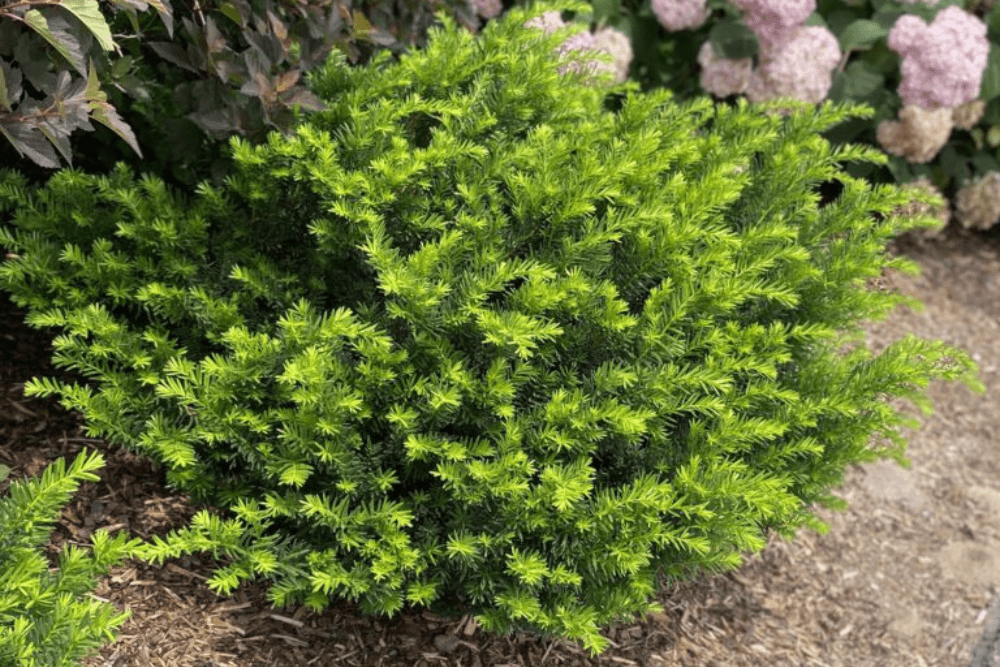 Stonehenge Dark Druid® yew