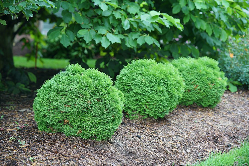 Thuja Tater Tot