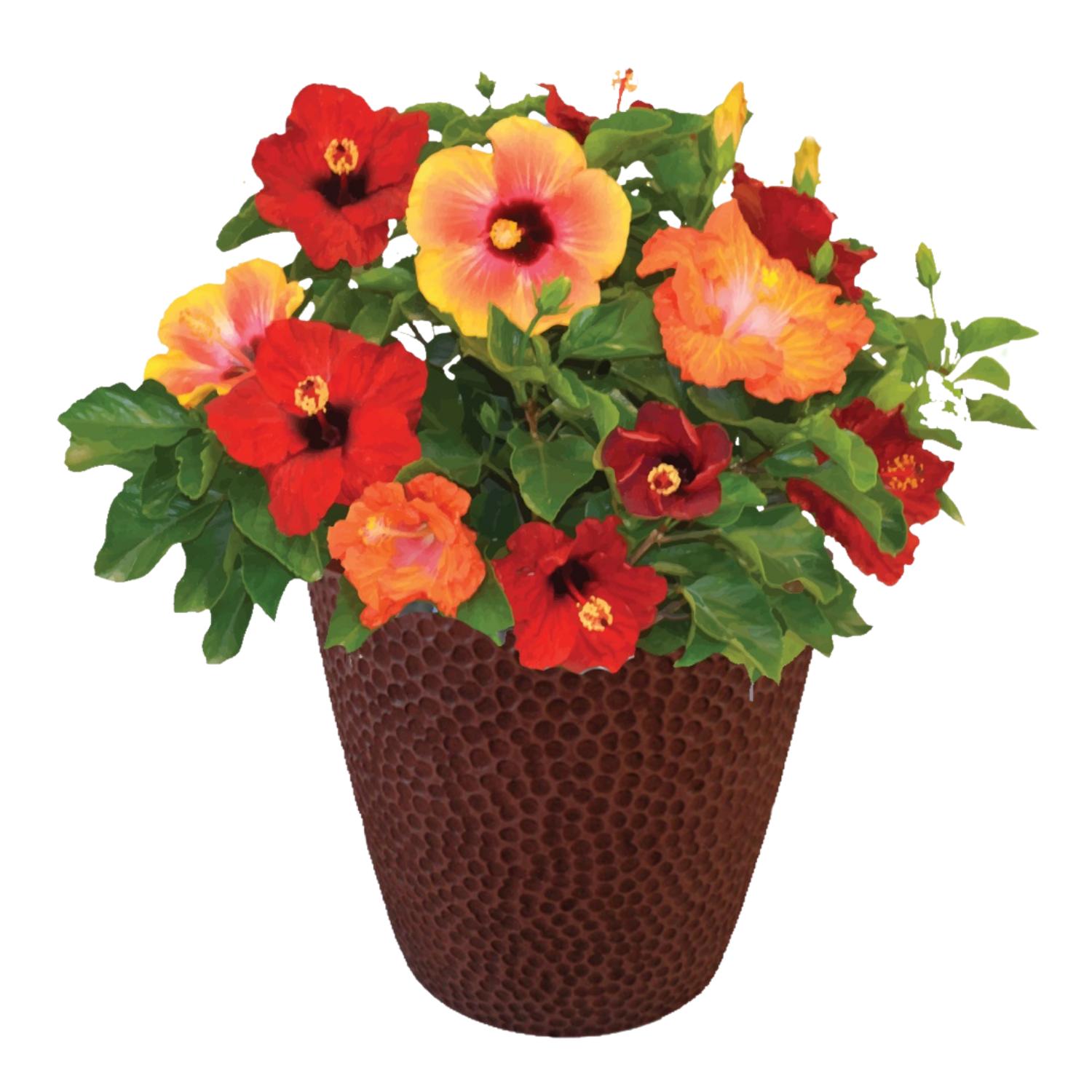 Hollywood Hibiscus™ Bloom Bash™ Hibiscus