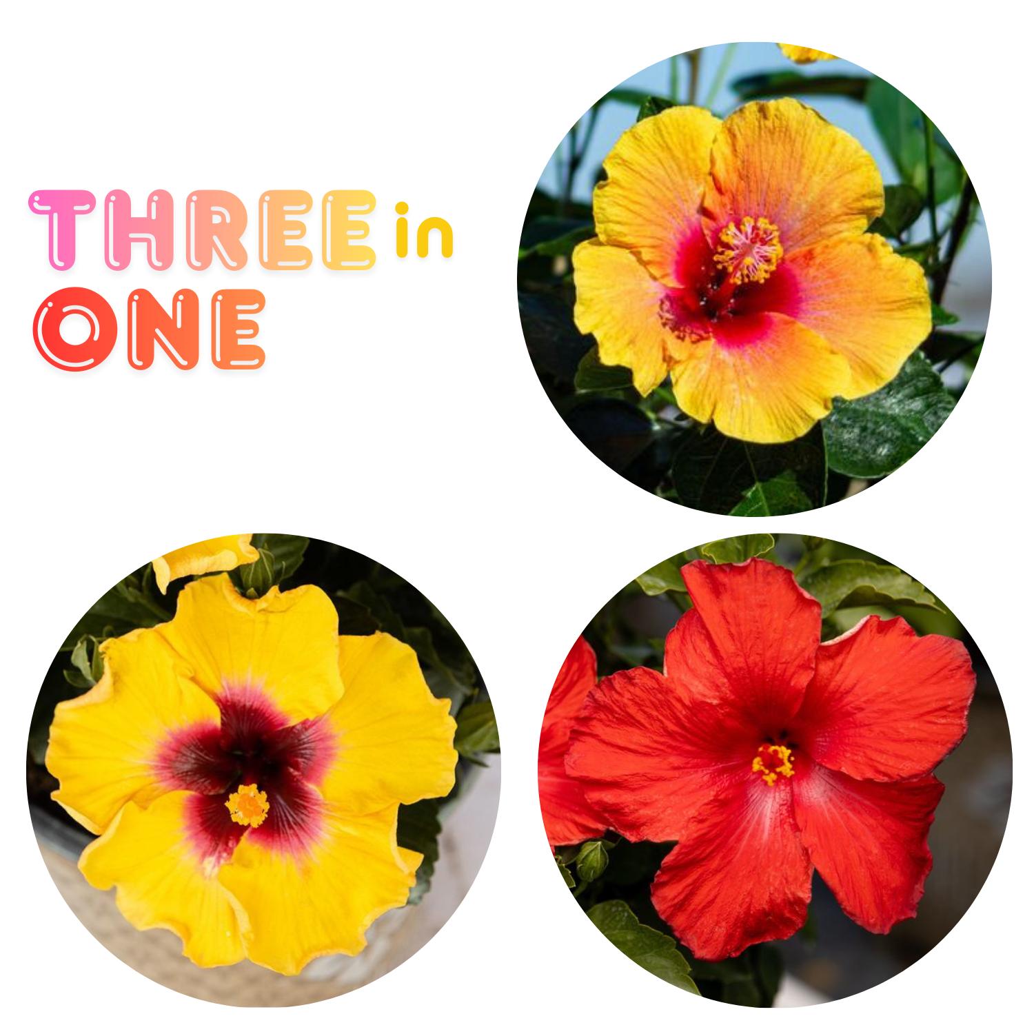 Hollywood Hibiscus™ Bloom Bash™ Hibiscus - Image 2