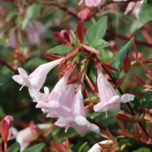 PINK PIÑATA™ Abelia