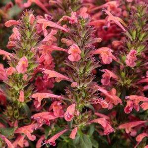 MAESTRO® Coral Agastache