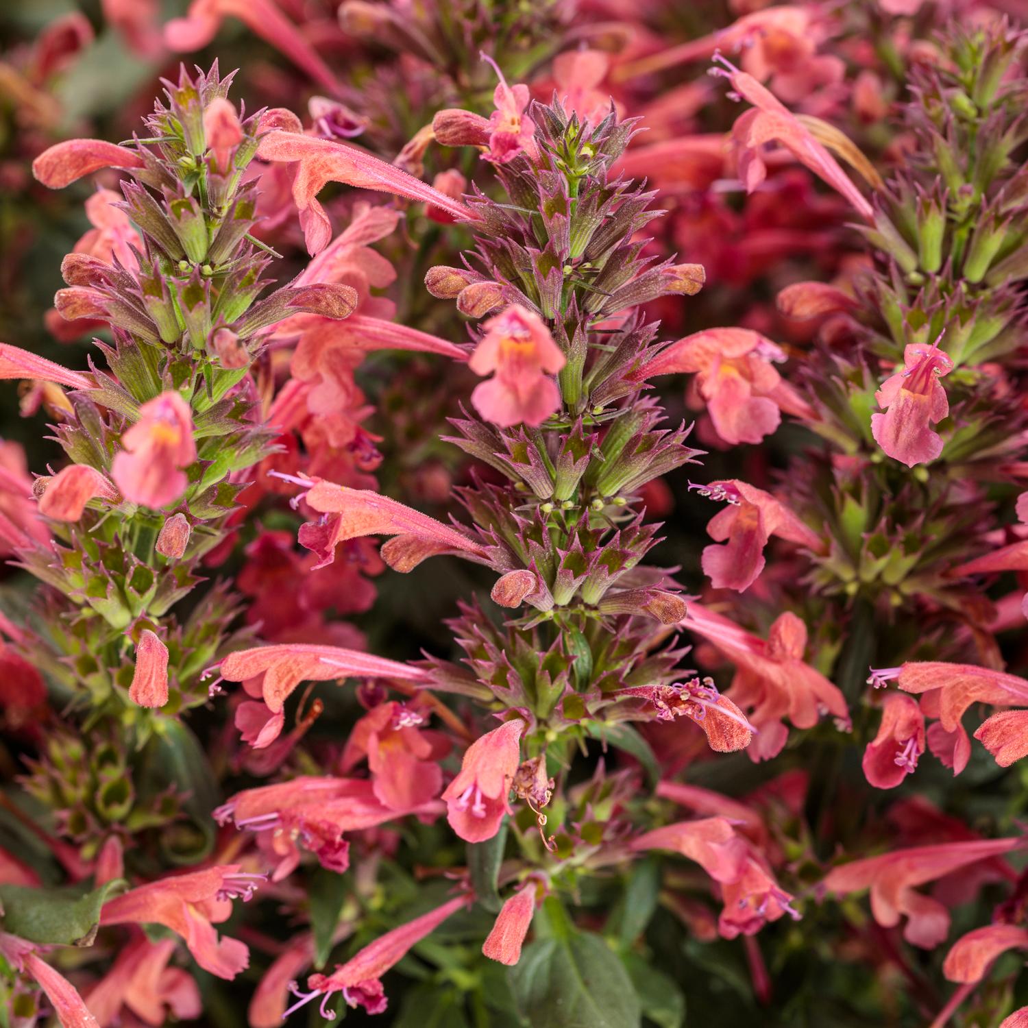 MAESTRO® Coral Agastache