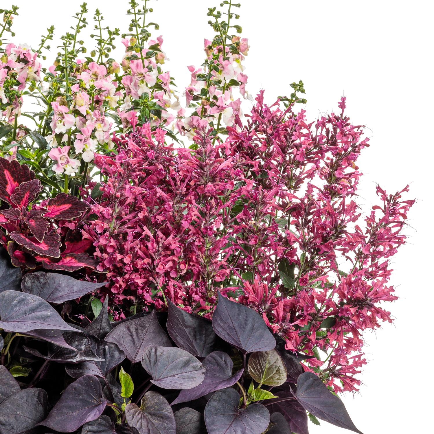 MAESTRO® Coral Agastache - Image 2