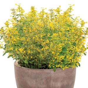MAESTRO® Gold Agastache