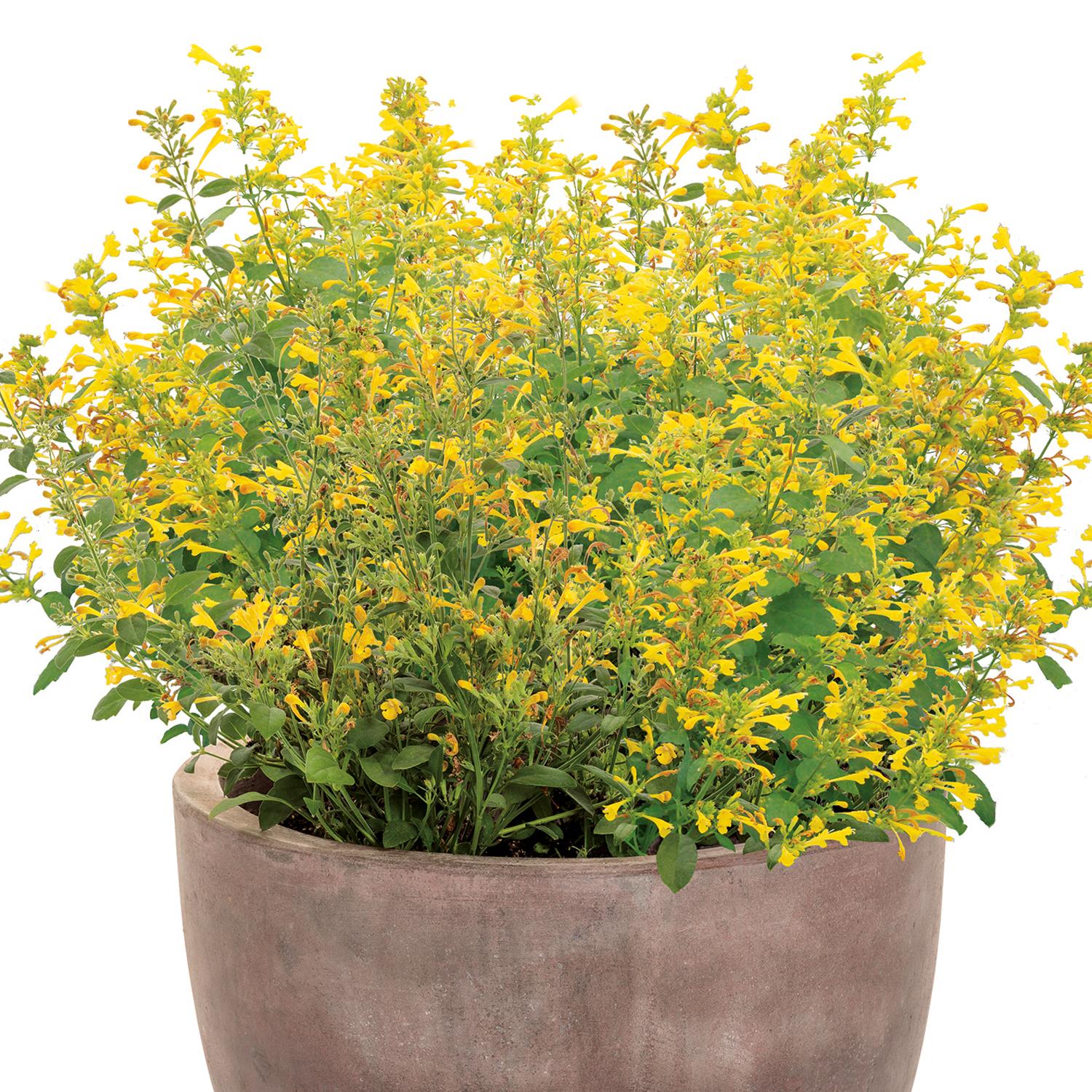 MAESTRO® Gold Agastache