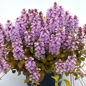 FEATHERED FRIENDS™ 'Pink Pelican' Ajuga