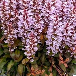 FEATHERED FRIENDS™ 'Rosy Robin' Ajuga