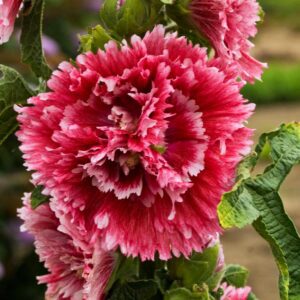 Alcea 'Fiesta Time'