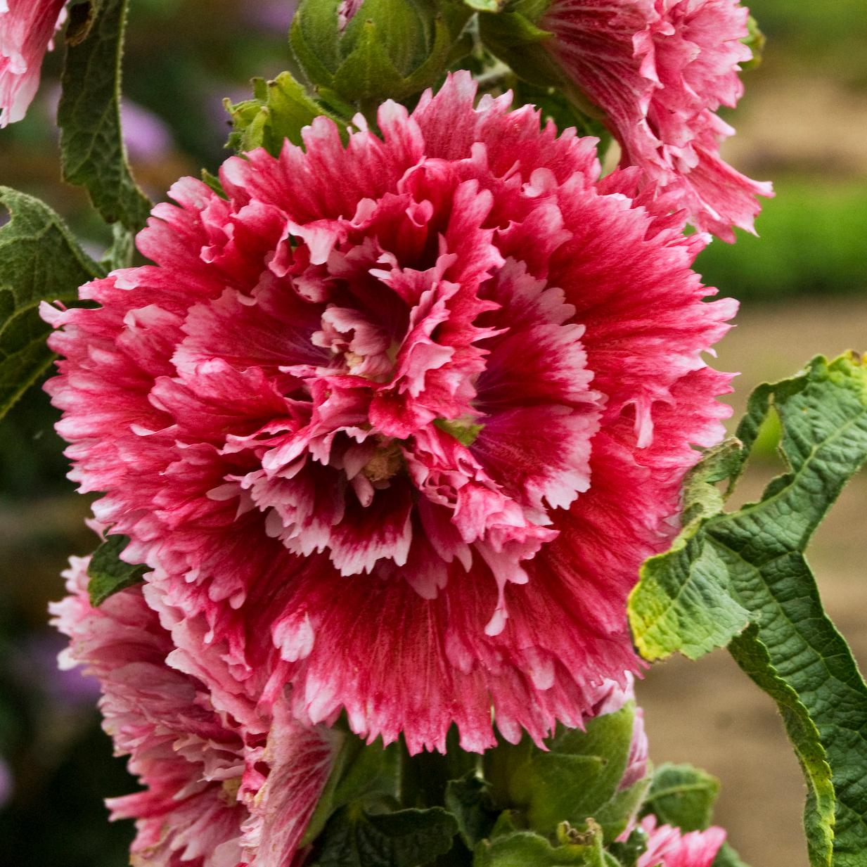 Alcea 'Fiesta Time'
