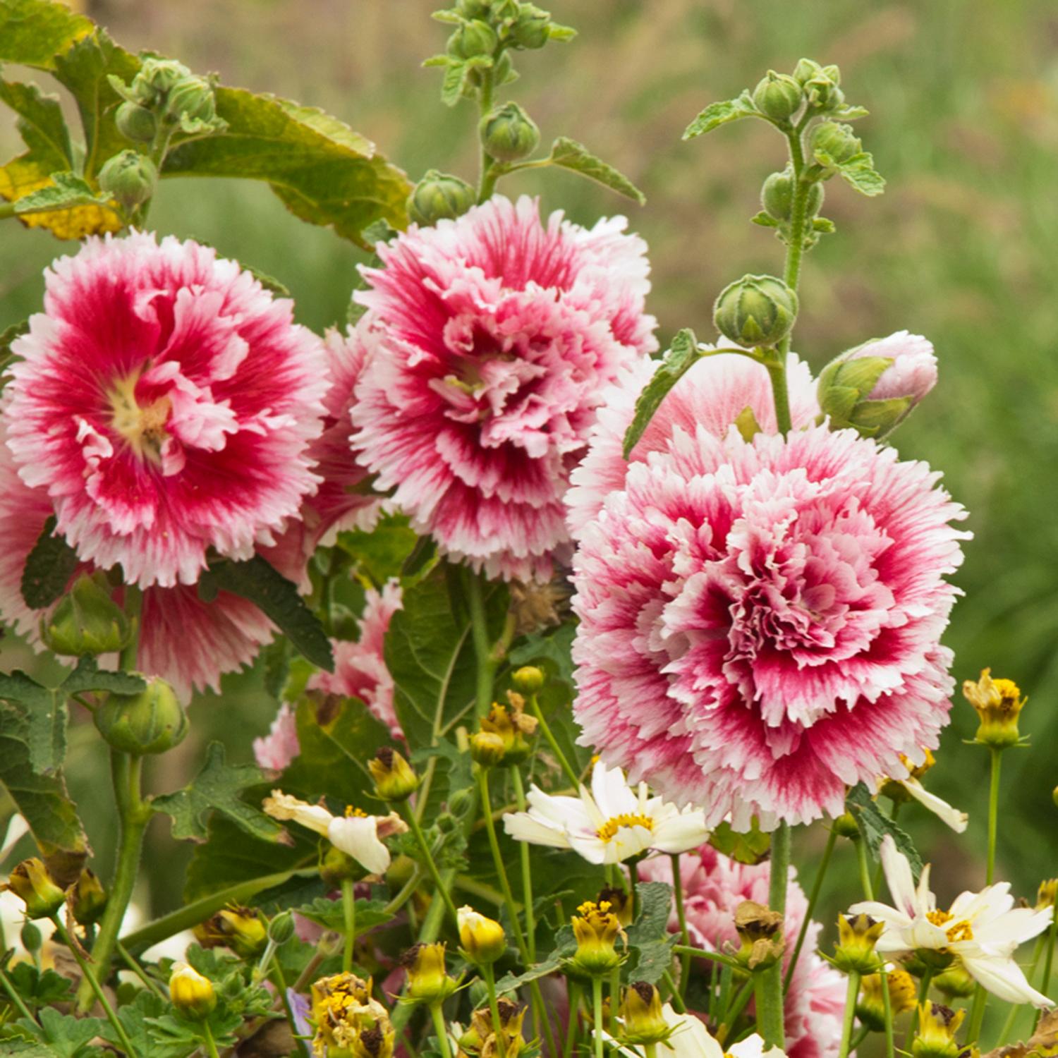 Alcea 'Fiesta Time' - Image 2