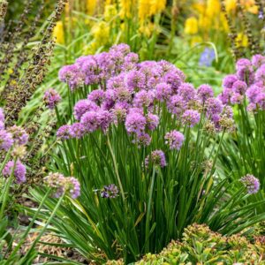 Allium 'All the Buzz'
