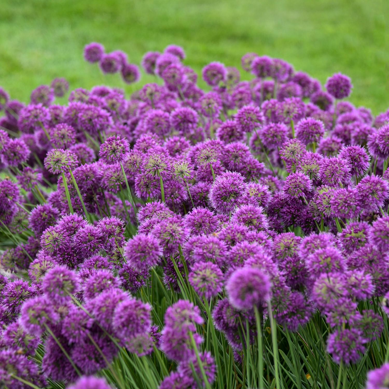 Allium 'Lavender Bubbles'