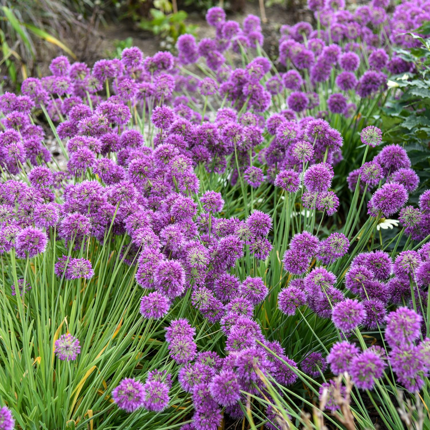 Allium 'Lavender Bubbles' - Image 2