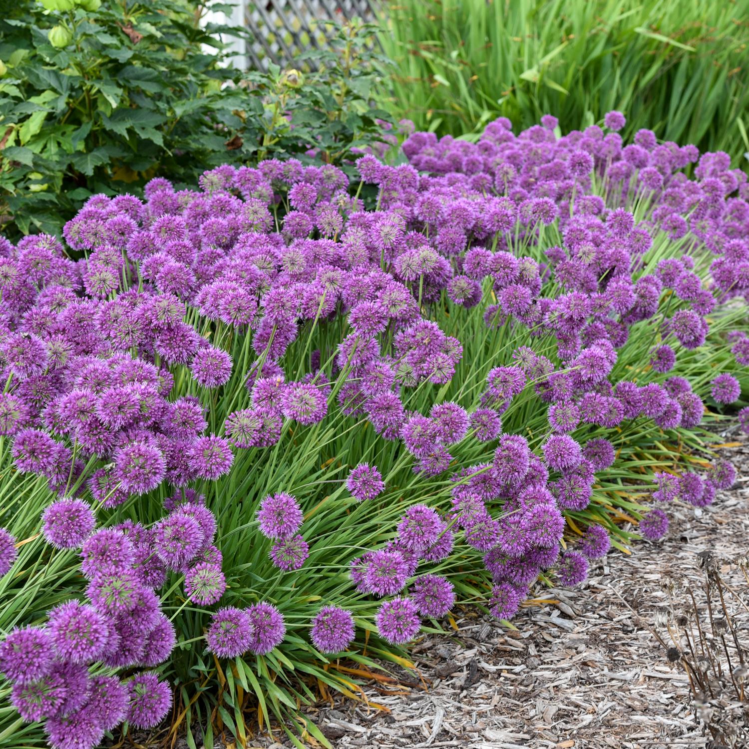 Allium 'Lavender Bubbles' - Image 3
