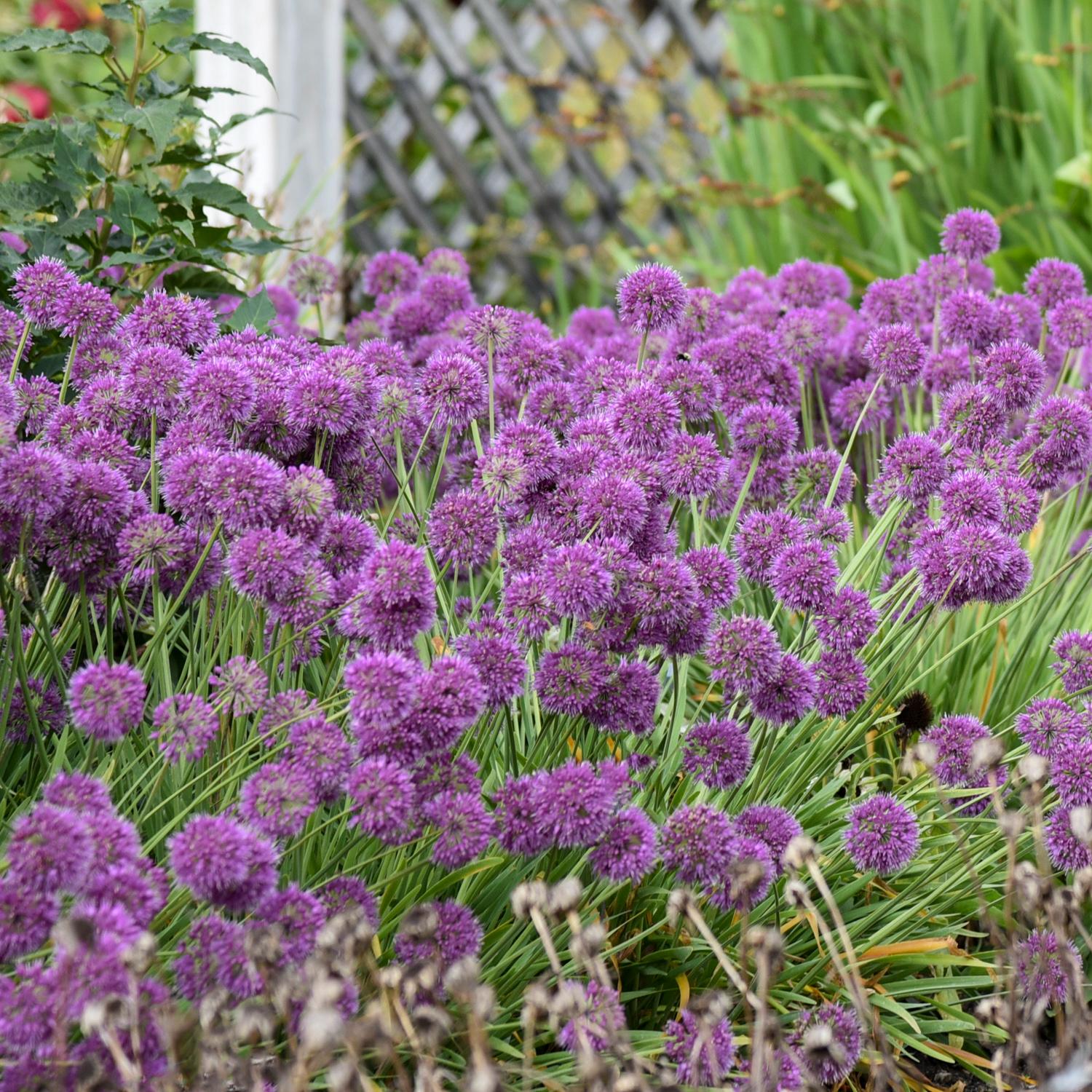 Allium 'Lavender Bubbles' - Image 4