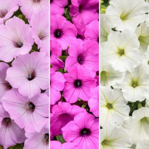 Annual Combination 'Jazz Club'