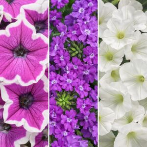 Annual Combination 'Moonlit Lavender'