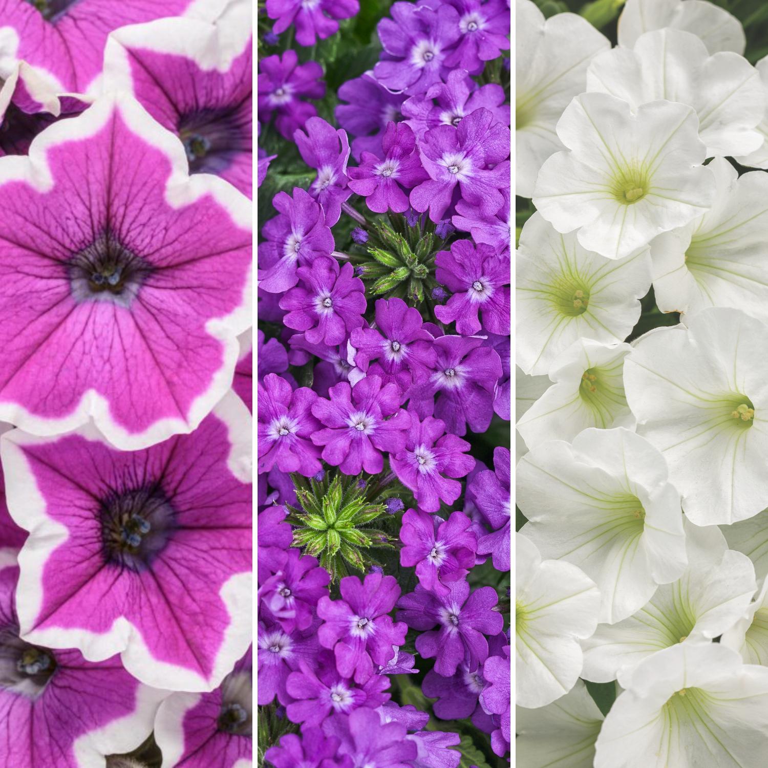 Annual Combination 'Moonlit Lavender'