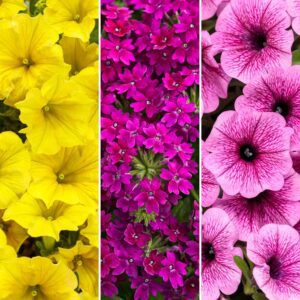 Annual Combination 'New Orleans II'