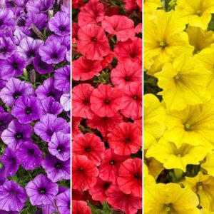 Annual Combination 'Prime Time'