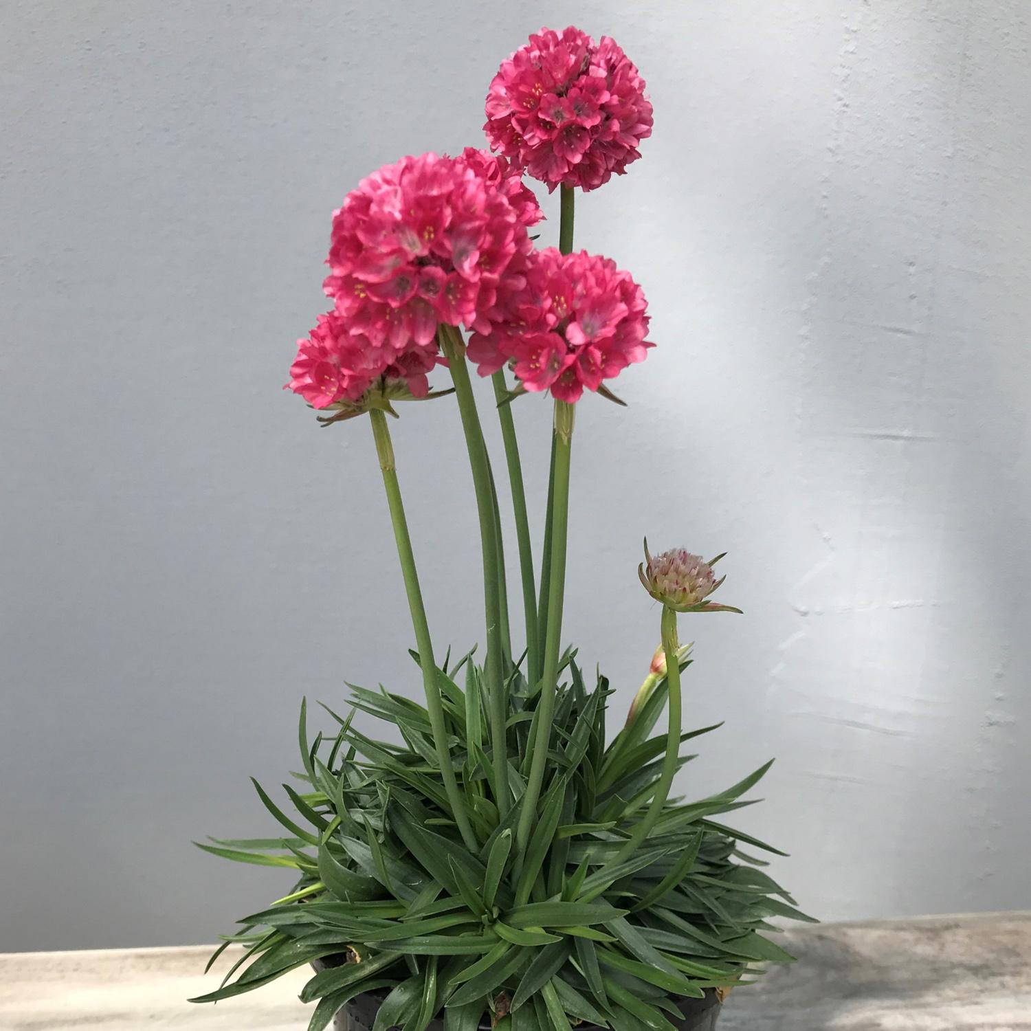 DREAMERIA® 'Dreamland' Armeria