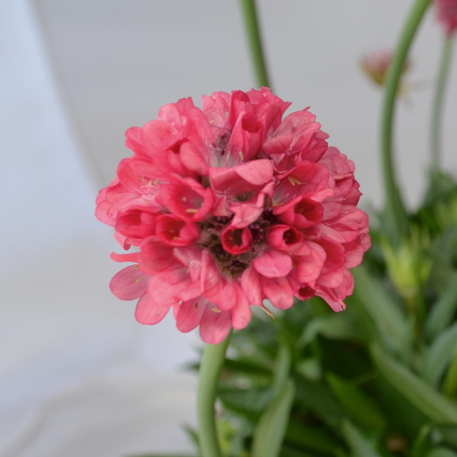 DREAMERIA® 'Dreamland' Armeria - Image 2