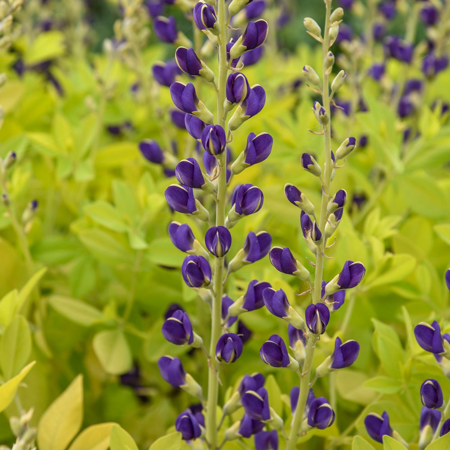 Baptisia 'Golden Anniversary' - Image 2