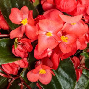 SUREFIRE CASCADE™ Red Begonia