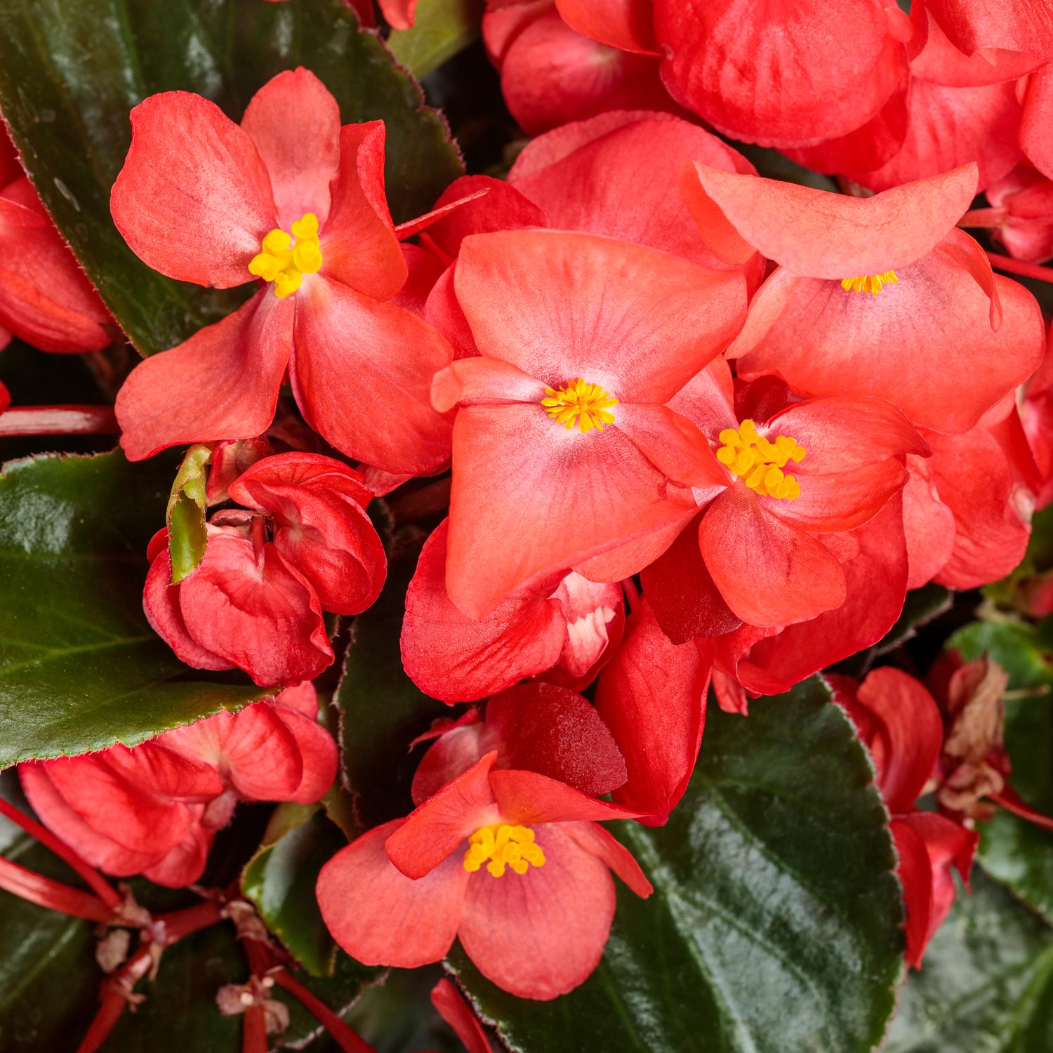 SUREFIRE CASCADE™ Red Begonia