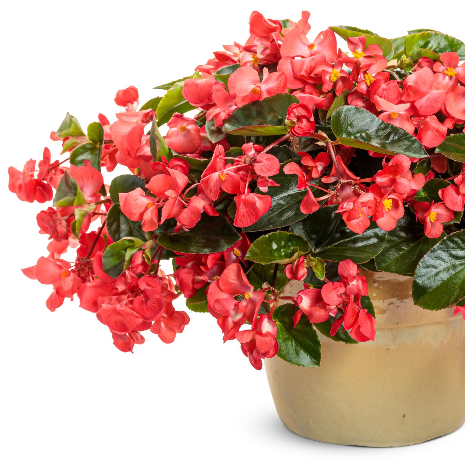 SUREFIRE CASCADE™ Red Begonia - Image 2
