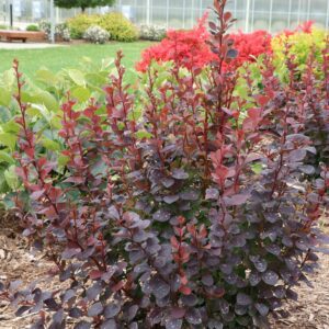 SUNJOY PLUM PILLAR™ Berberis