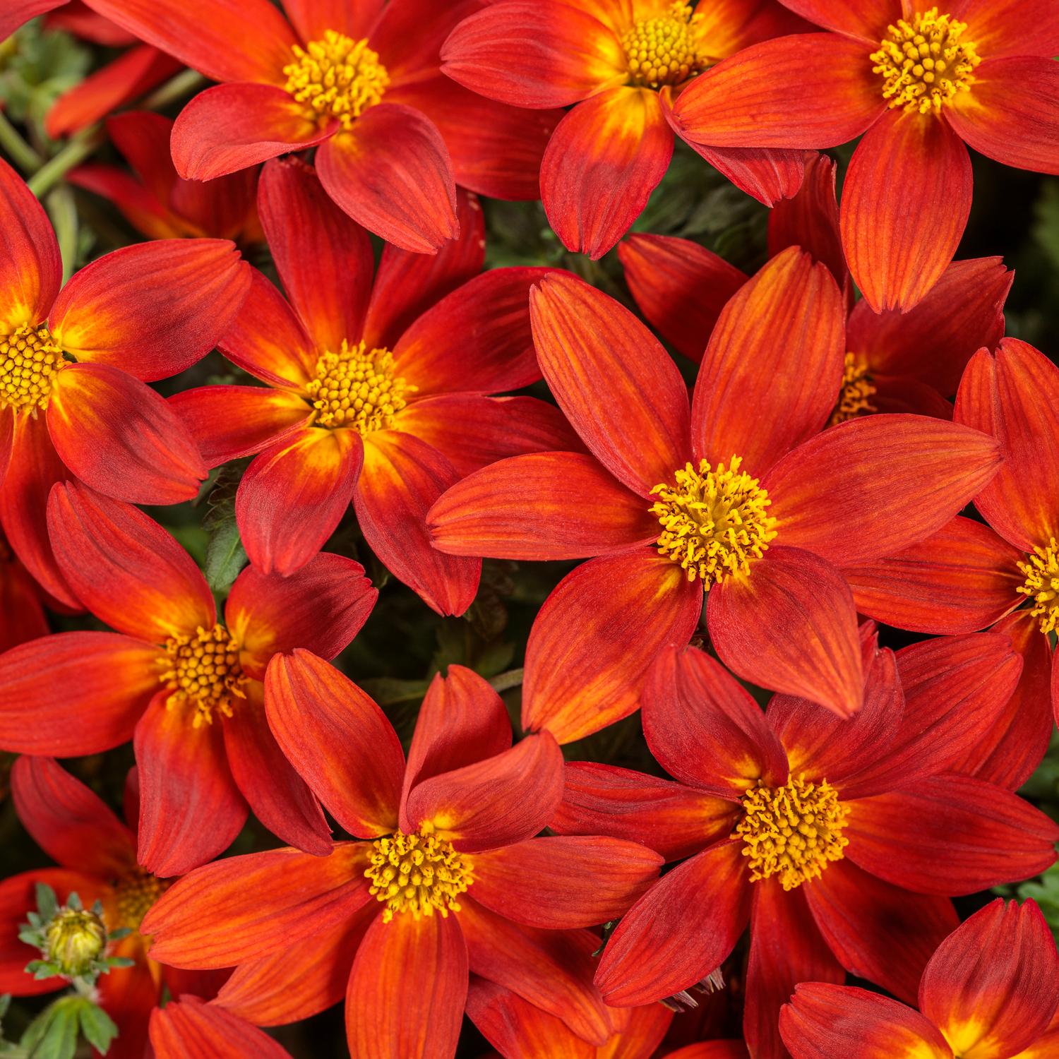 CAMPFIRE® Red Ember Bidens
