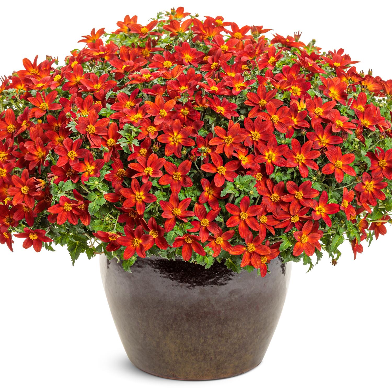 CAMPFIRE® Red Ember Bidens - Image 2