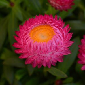 Dreamtime® Jumbo Rose Bracteantha