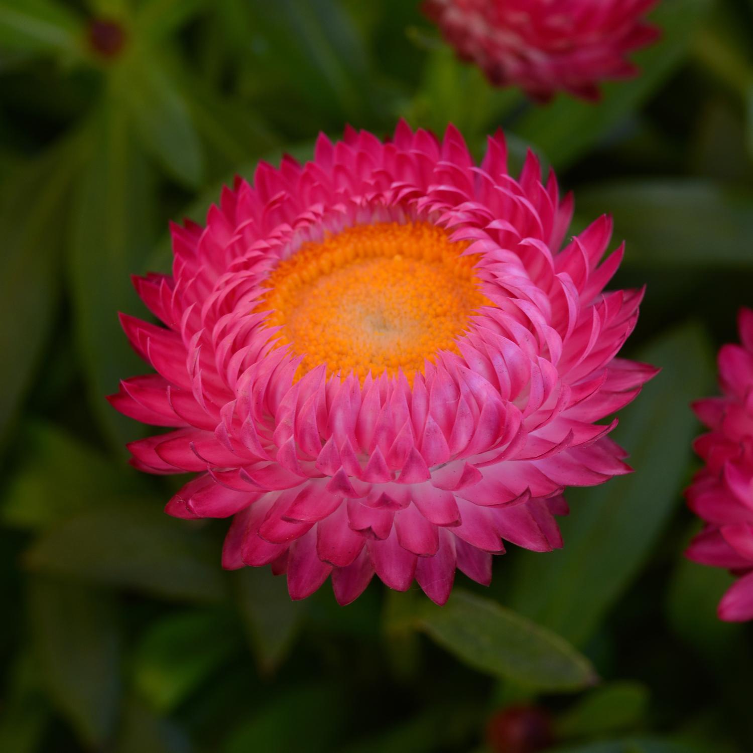 Dreamtime® Jumbo Rose Bracteantha