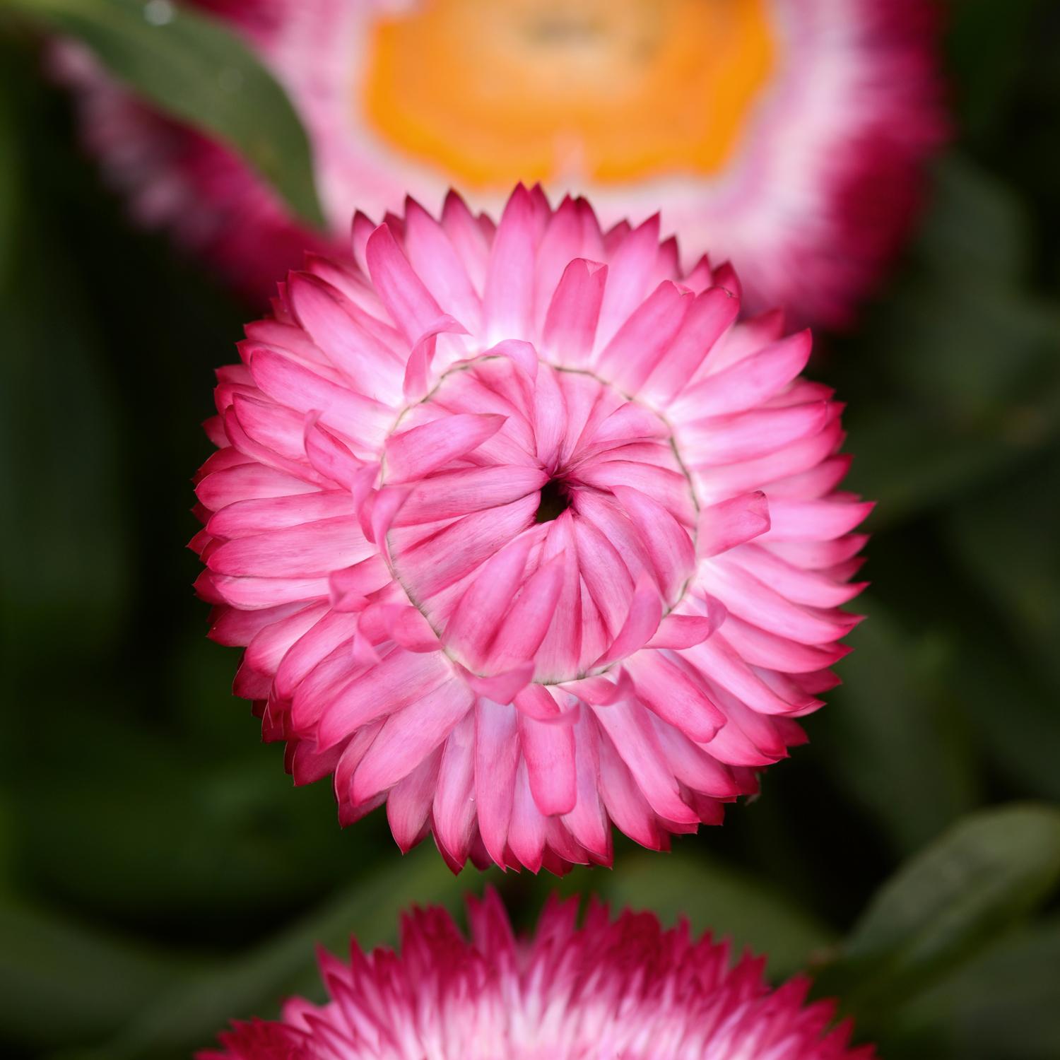 Dreamtime® Jumbo Rose Bracteantha - Image 2