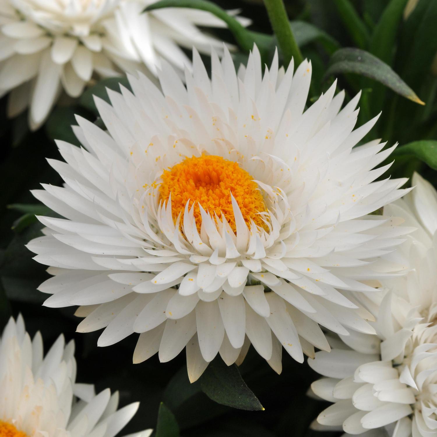 Dreamtime® Jumbo Pure White Bracteantha