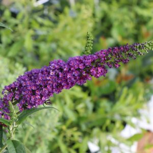 DARKEST NIGHT™ Buddleia