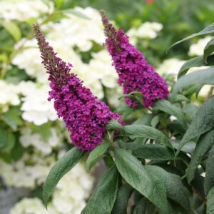 PUGSTER PICO PUNCH™ Buddleia