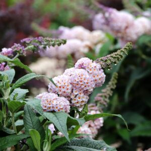 PUGSTER SORBET™ Buddleia
