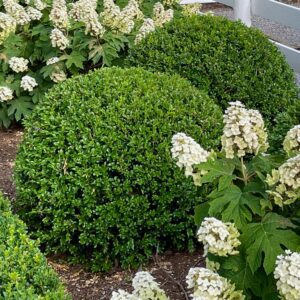 NEWGEN INDEPENDENCE&reg; Buxus