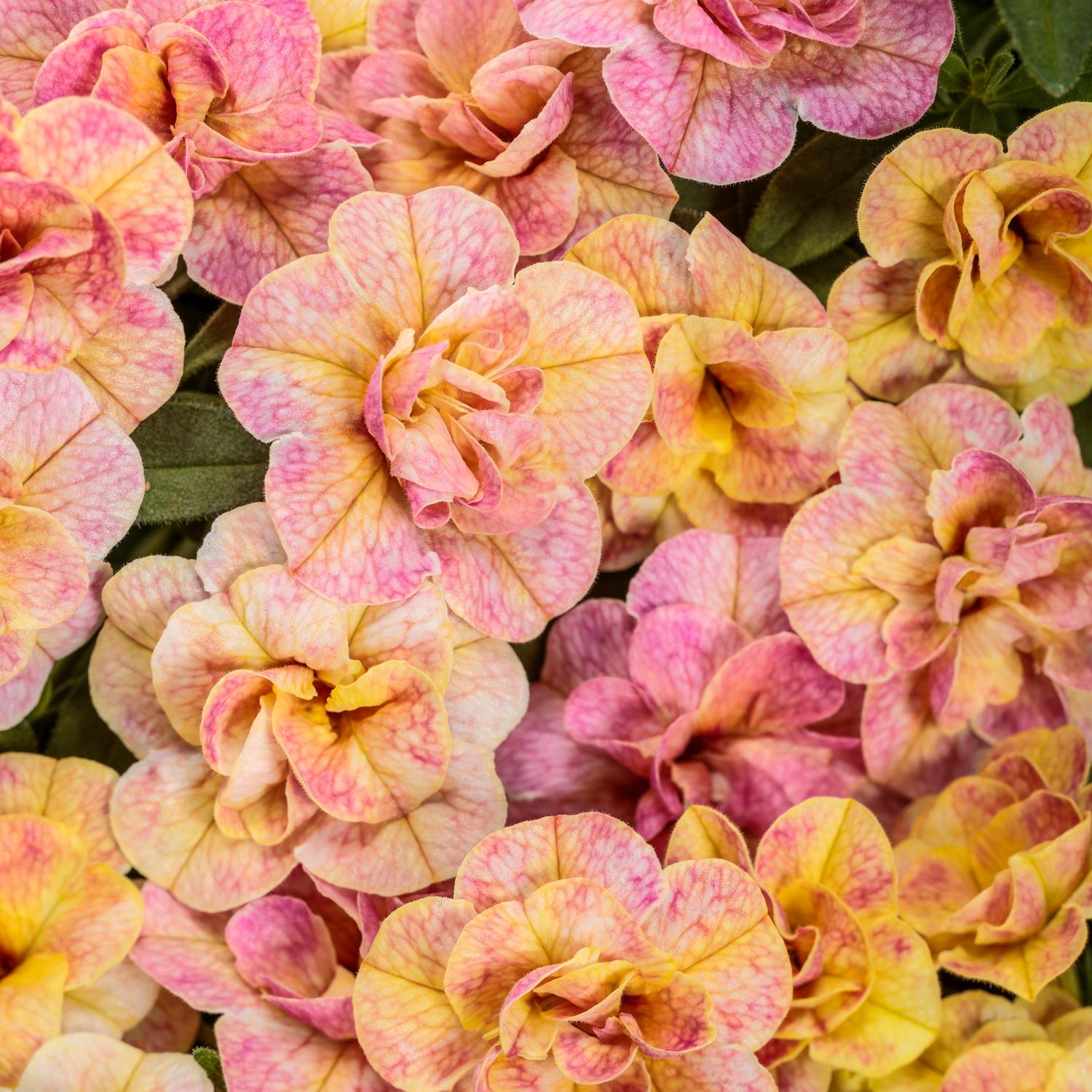 SUPERBELLS MAGIC® Double Grapefruit Calibrachoa