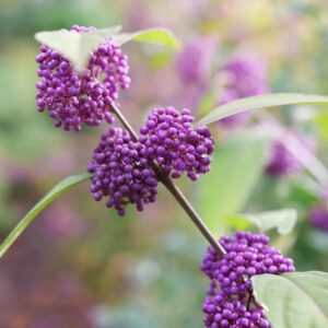 BUBBLE UP™ Callicarpa