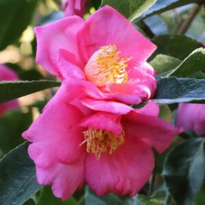 WARM HEARTED™ Pink Camellia