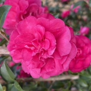 WARM HEARTED™ Ruby Camellia