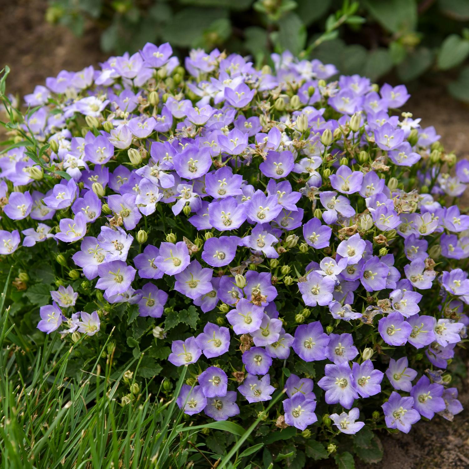 MINI MARVELS™ 'Twilight' Campanula