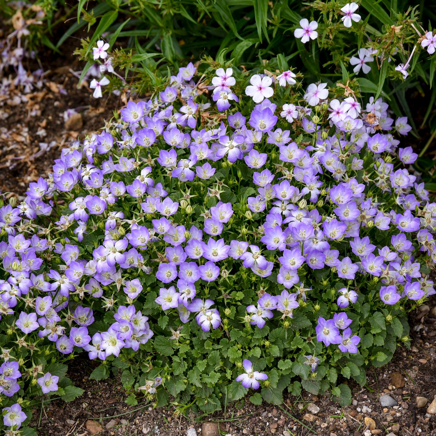 MINI MARVELS™ 'Twilight' Campanula - Image 2