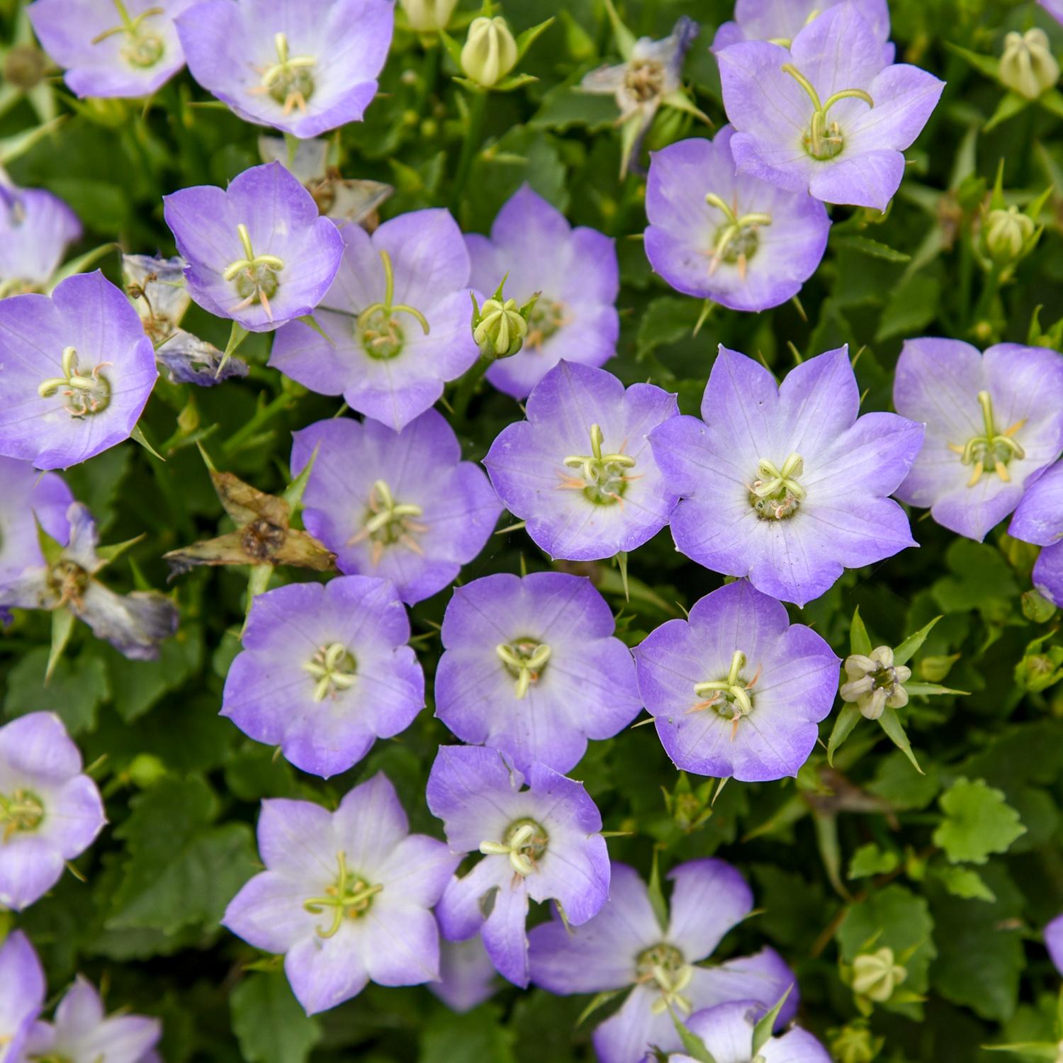 MINI MARVELS™ 'Twilight' Campanula - Image 3