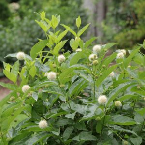 SUGAR SHACK&reg; 2.0 Cephalanthus